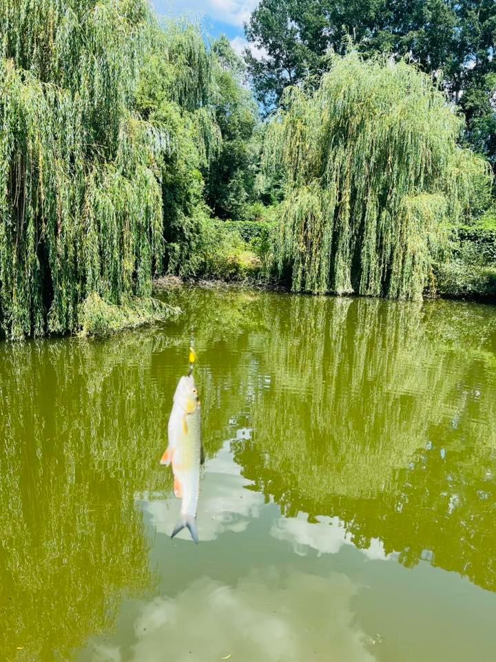 JURESCU IONEL PFA - La Casa Pescarului Jim cover image