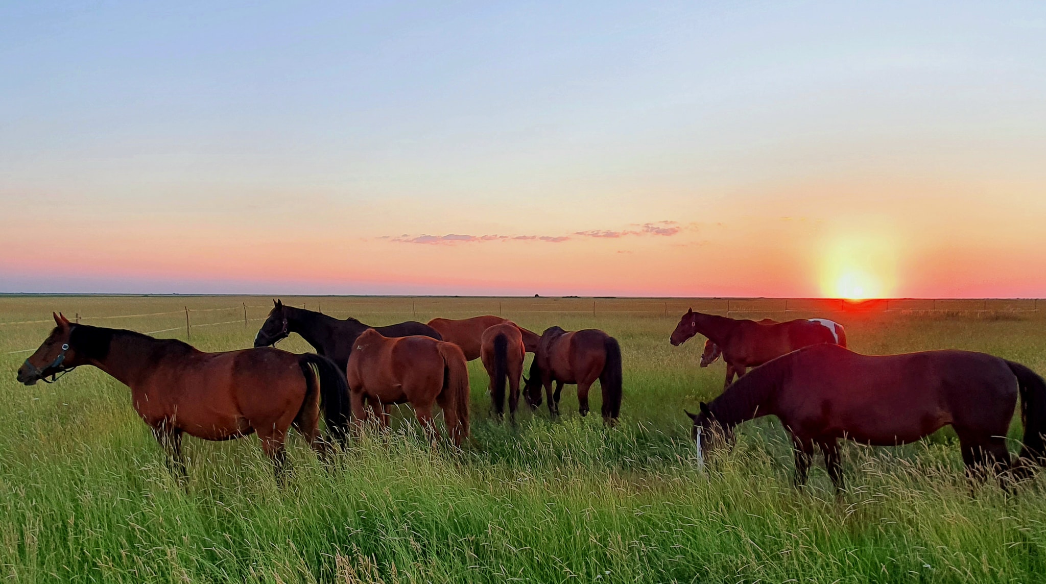 NADIRA RIDING SRL cover image
